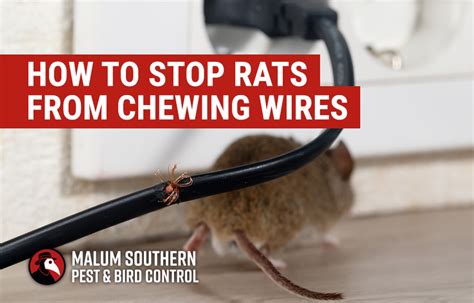 how to stop mice from eating wires